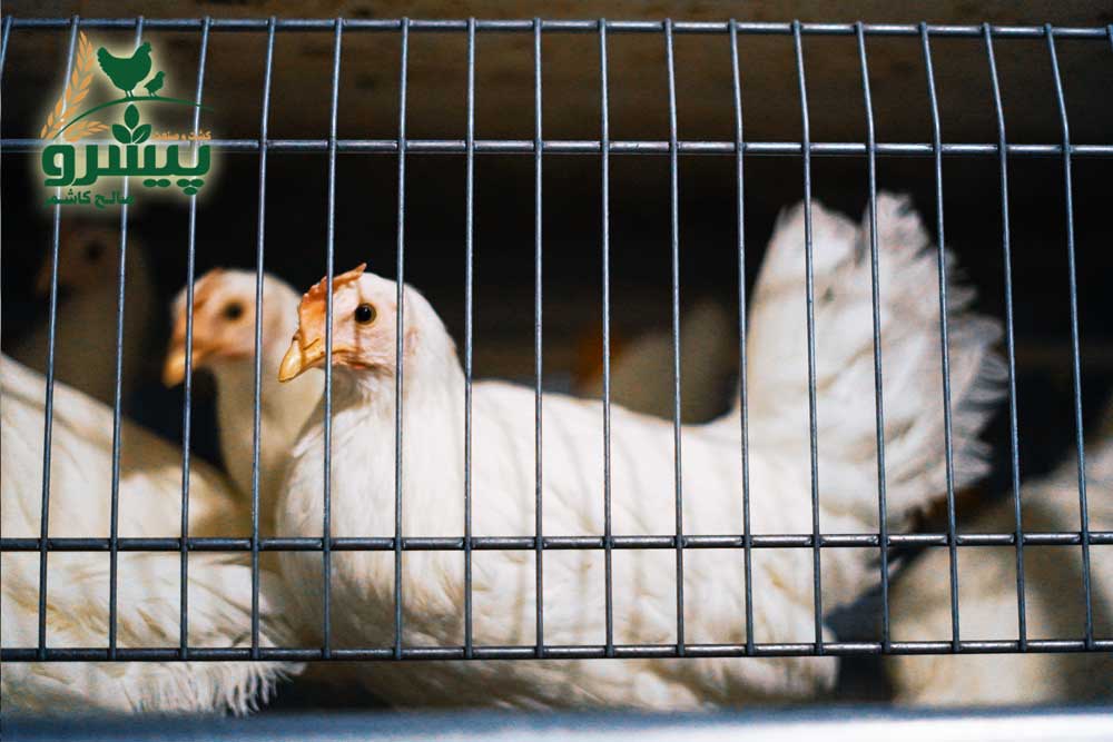 درباره پولت تخمگذار