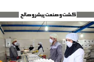 واحد-بسته-بندی-تخم-مرغ--زرین-تخم