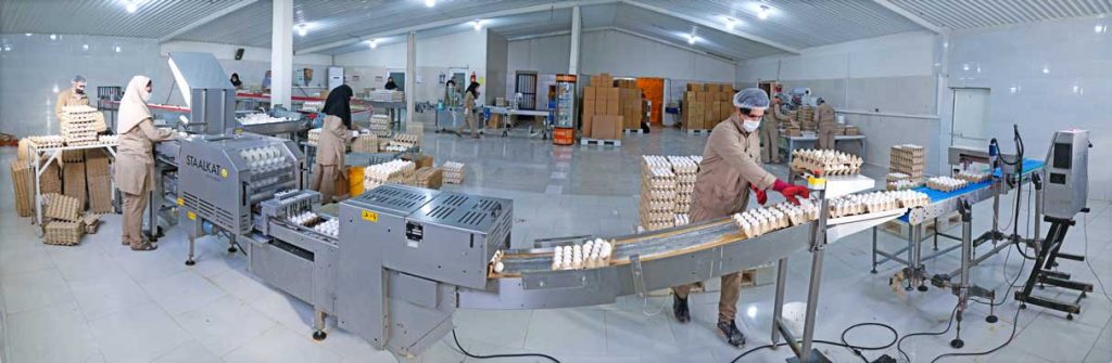 واحد-بسته-بندی-تخم-مرغ--پیشرو-صالح-کاشمر