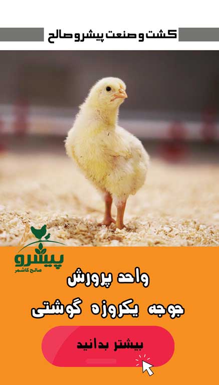 واحد پرورش جوجه یکروزه گوشتی