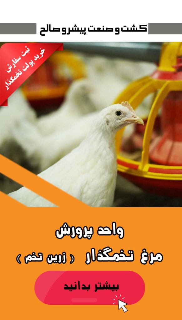 پولت تخمگذار