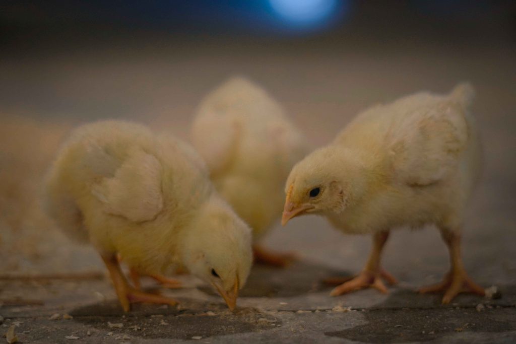 جوجه یک روزه