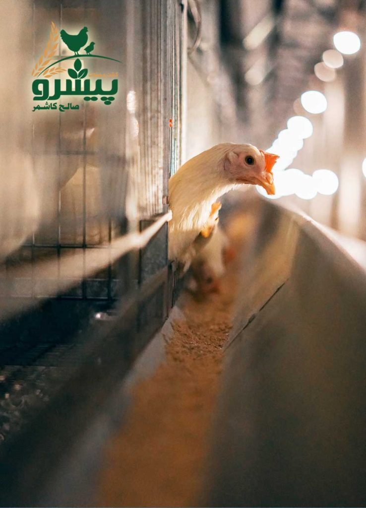 پولت تخمگذار